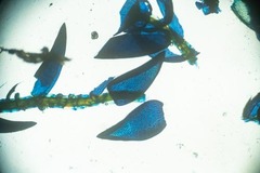 Sphagnum subsecundum