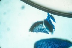 Sphagnum subsecundum