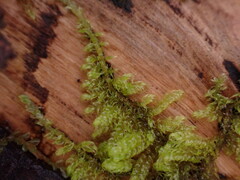 Hypnum circinale