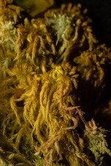 Sphagnum subsecundum