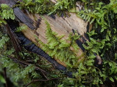 Hypnum circinale