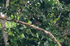 Pteroglossus pluricinctus