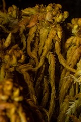 Sphagnum subsecundum