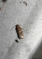 Argyrotaenia tabulana