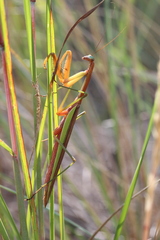 Tenodera angustipennis