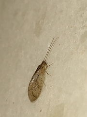 Nusalala tessellata