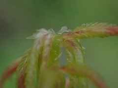 Sphagnum capillifolium