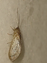 Nusalala tessellata