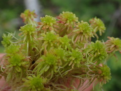 Sphagnum capillifolium