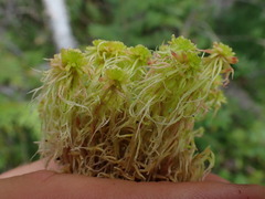Sphagnum capillifolium