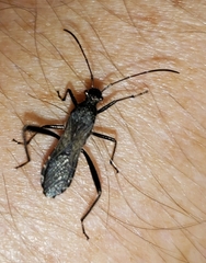 Alydus