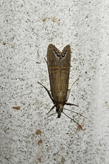 Euchromius ocellea