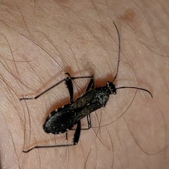 Alydus