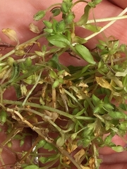 Stellaria apetala