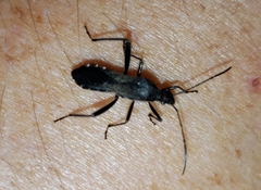 Alydus