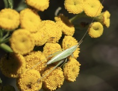 Oecanthus quadripunctatus