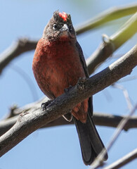 Coryphospingus cucullatus