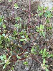 Portulaca pilosa
