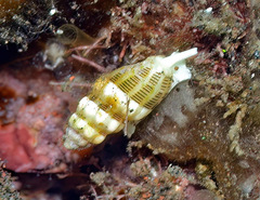 Vexillum interruptum