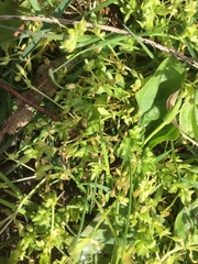 Stellaria apetala