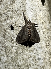 Paectes abrostoloides