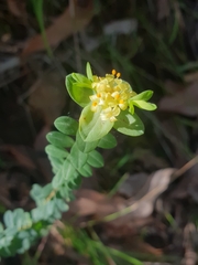 Pimelea flava