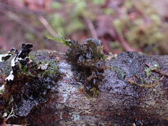 Scytinium polycarpum