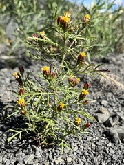 Dyssodia papposa