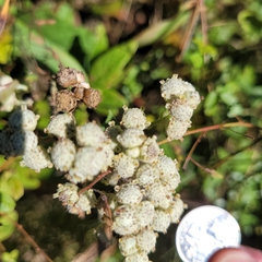 Parthenium integrifolium