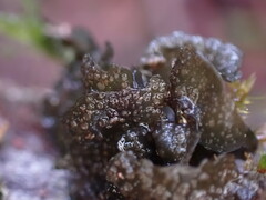 Scytinium polycarpum