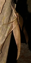 Xylophanes hannemanni