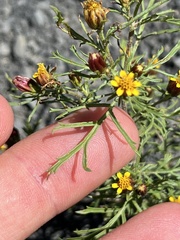 Dyssodia papposa