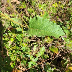 Parthenium integrifolium