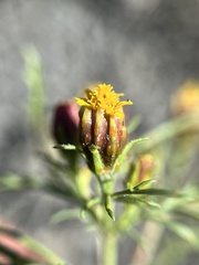 Dyssodia papposa