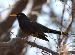 Turdus chiguanco