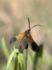 Lycinae
