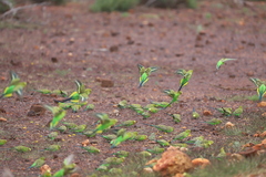 Melopsittacus undulatus
