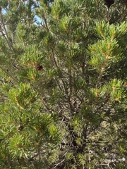 Pinus edulis