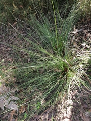 Xanthorrhoea minor lutea