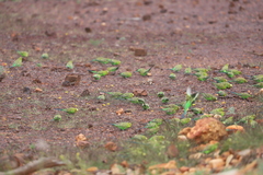 Melopsittacus undulatus