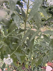 Eupatorium serotinum
