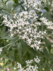 Eupatorium serotinum