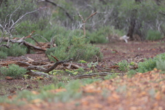 Melopsittacus undulatus