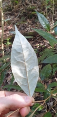 Elaeagnus triflora