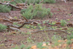 Melopsittacus undulatus