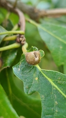 Andricus quercuspetiolicola