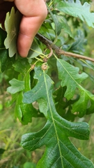 Andricus quercuspetiolicola