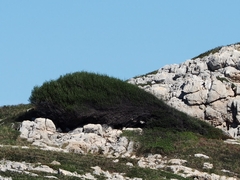 Phillyrea angustifolia