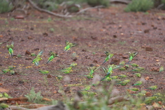 Melopsittacus undulatus