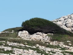 Phillyrea angustifolia